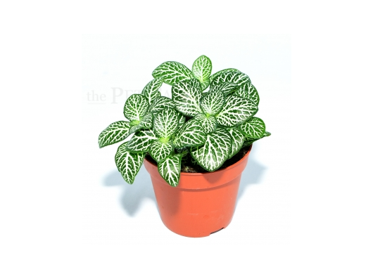 Fittonia albivenis DARK