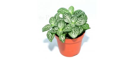 Fittonia albivenis DARK