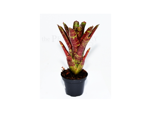 Neoregelia BETTY HEAD