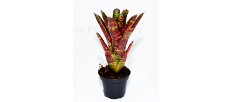 Neoregelia BETTY HEAD