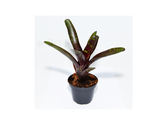 Neoregelia hansen MINI
