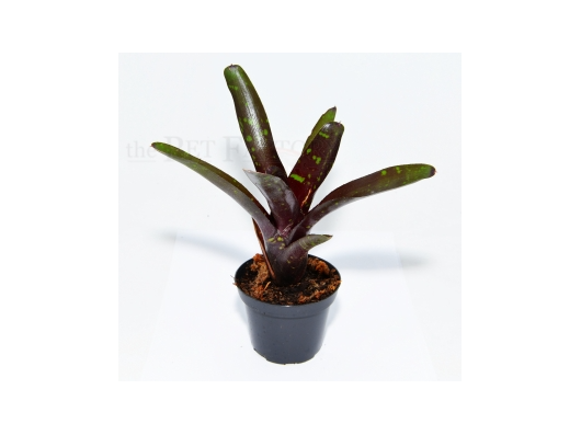 Neoregelia hansen MINI