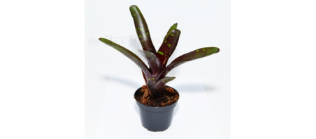Neoregelia hansen MINI