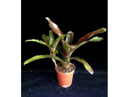 Neoregelia atlantis