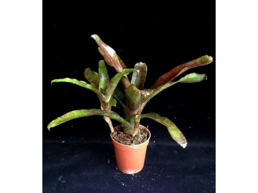 Neoregelia atlantis