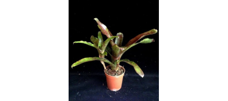 Neoregelia atlantis