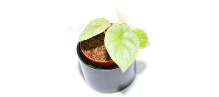 Alocasia baginda SILVER DRAGON