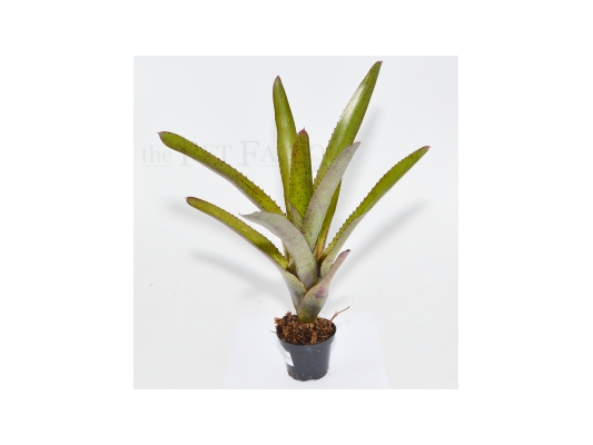 Neoregelia camoreniana RED...