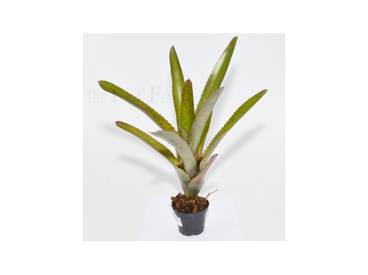 Neoregelia camoreniana RED GIANT