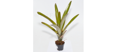 Neoregelia camoreniana RED GIANT