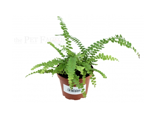 Nephrolepis var. DUFFY