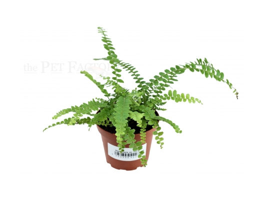 Nephrolepis var. DUFFY