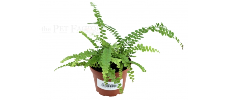 Nephrolepis var. DUFFY