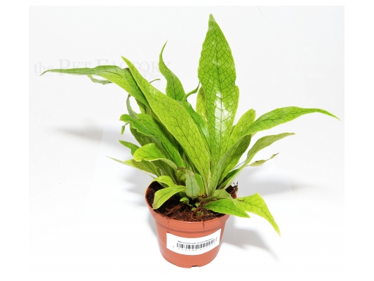 Microsorum musifolium...