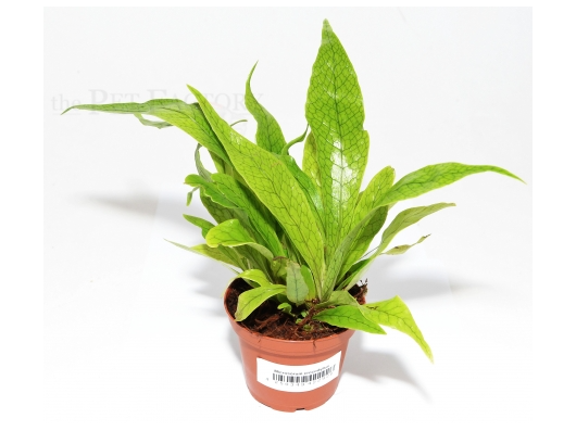 Microsorum musifolium CROCODYLLUS