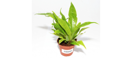 Microsorum musifolium CROCODYLLUS