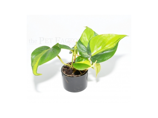 Philodendron scandens 'BRASIL'