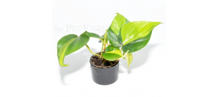 Philodendron scandens 'BRASIL'