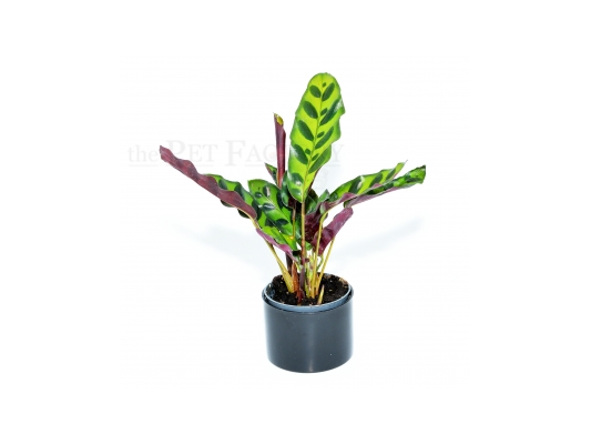 Calathea lancifolia