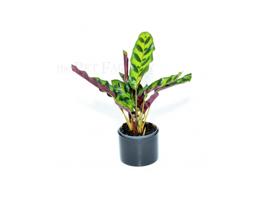 Calathea lancifolia