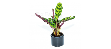 Calathea lancifolia