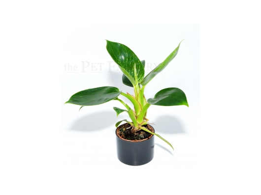 Philodendron f. dom. BIRKIN small