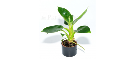 Philodendron f. dom. BIRKIN small