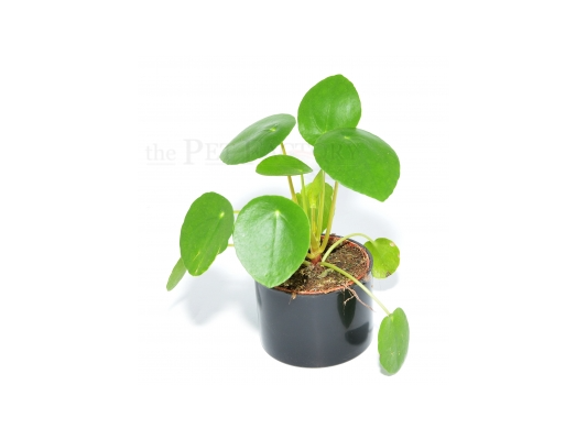 Pilea peperomioides
