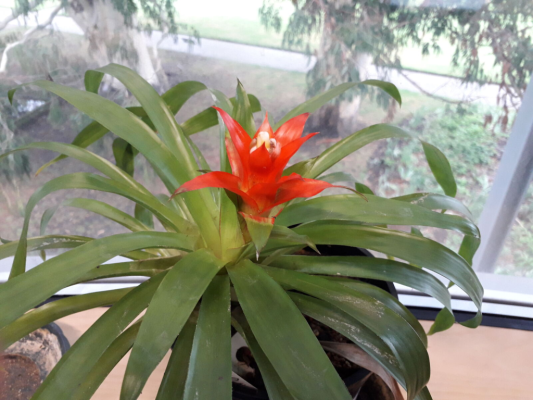 Guzmania lingulata var. minor