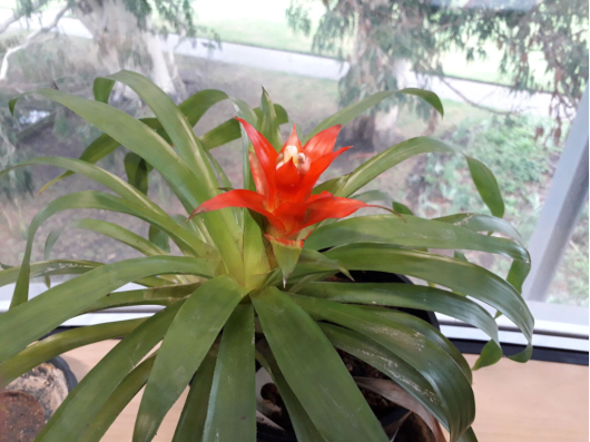 Guzmania lingulata var. minor