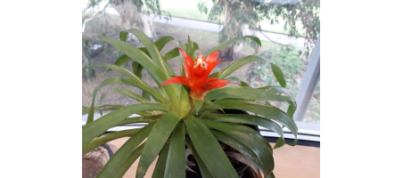 Guzmania lingulata var. minor