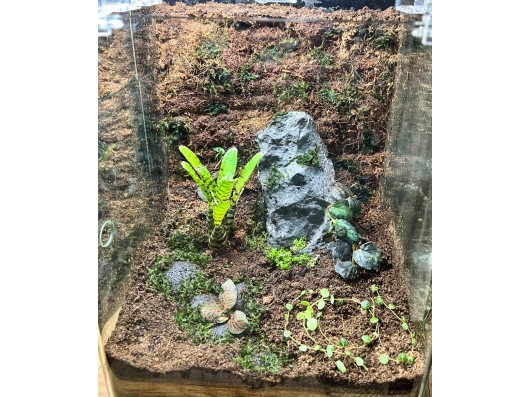 Terrariums végétaux nanocube N°1