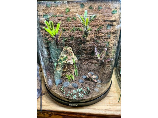 Terrariums végétaux Tetra N°2