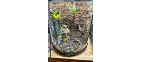 Terrariums végétaux Tetra N°2