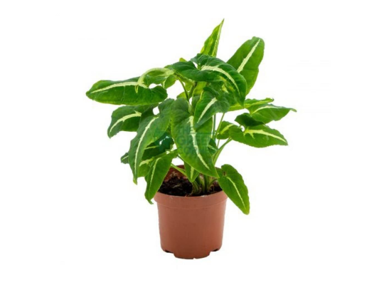 Syngonium Wendlandii