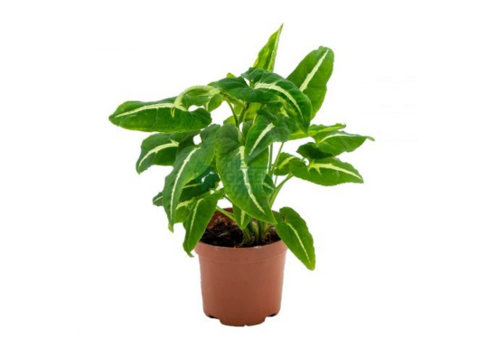 Syngonium Wendlandii