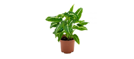 Syngonium Wendlandii