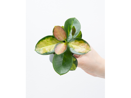 Hoya carnosa 'Tricolor'