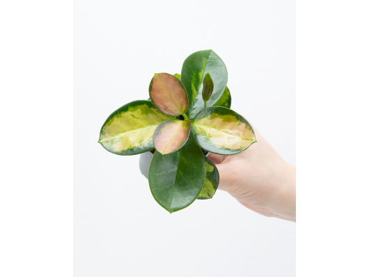 Hoya carnosa 'Tricolor'