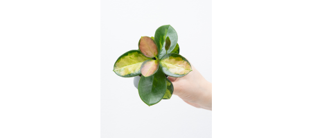 Hoya carnosa 'Tricolor'