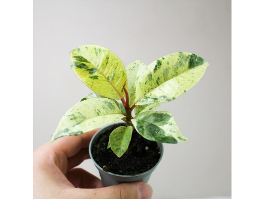 Ficus Schrijveriana Moonshine