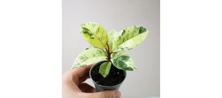 Ficus Schrijveriana Moonshine