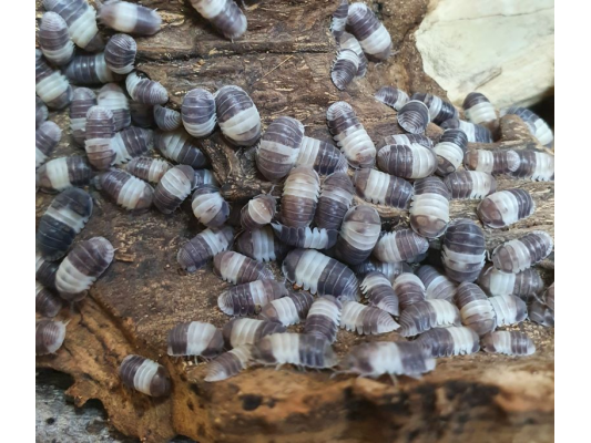 Cubaris sp. Panda King