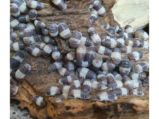 Cubaris sp. Panda King