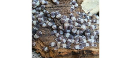 Cubaris sp. Panda King (cloporte)