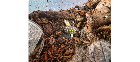 Armadillidium gestroi (cloporte)