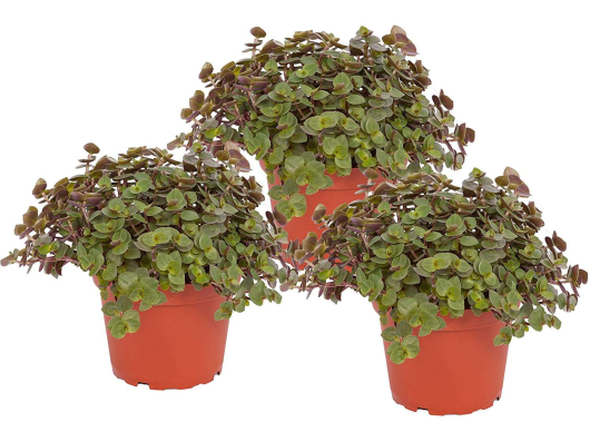 Callisia Repens 1pce