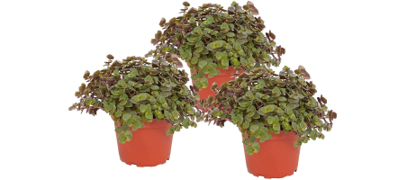 Callisia Repens 1pce