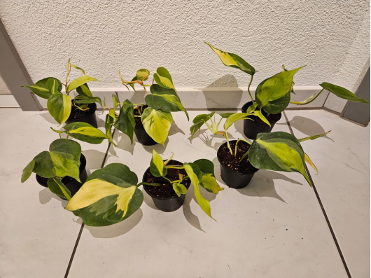 Philodendron Scandens Brasil