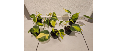 Philodendron Scandens Brasil